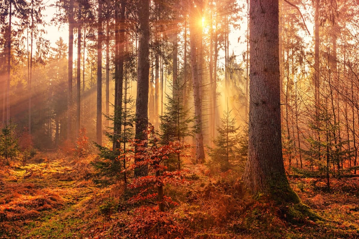 Herbstlich weiches Licht